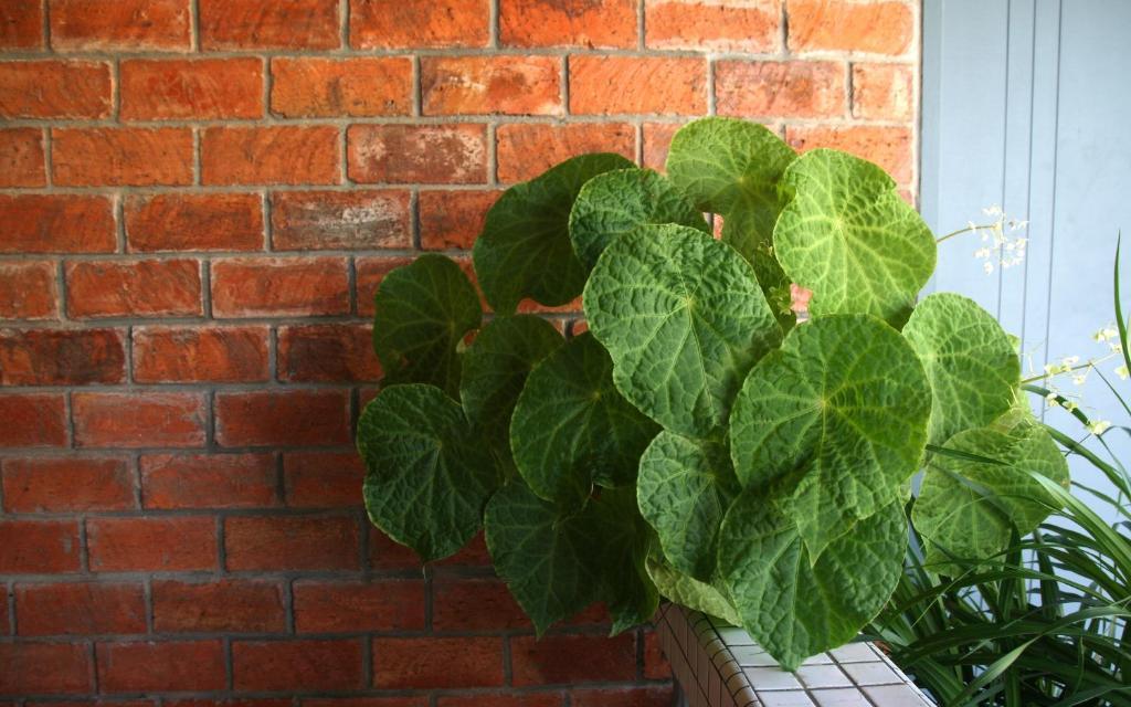 Morning Glory Guest House 古晋 外观 照片